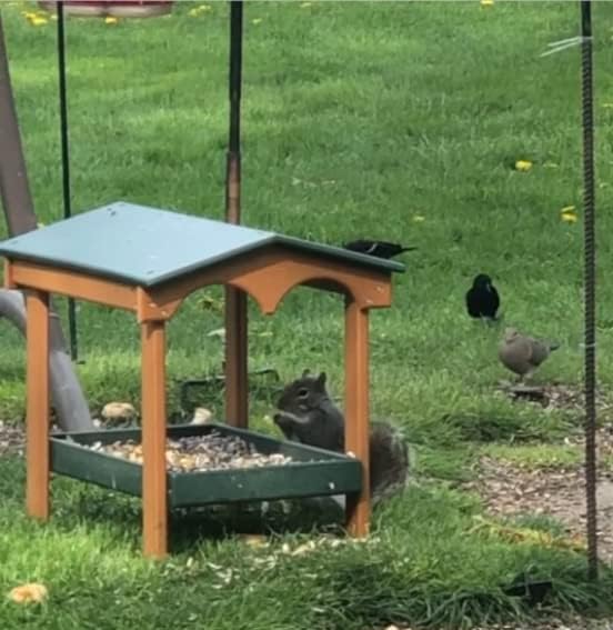DutchCrafters Recycled Plastic Poly Large Covered Ground Fly Through Raised Platform Bird Feeder with Mesh Seed Tray - USA Amish Made (Turf Green & Cedar) - color: Turf Green & Cedar