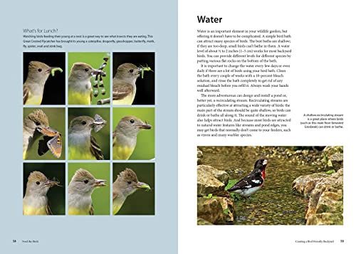 Feed the Birds: Attract and Identify 196 Common North American Birds