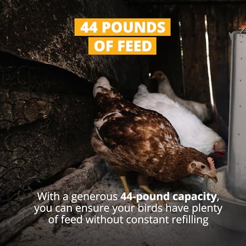 Stromberg's Metal Hanging Poultry Feeder, Galvanized Heavy Duty Steel, Holds 44 lbs, Rolled Edges for Safety, Secure Feed Flow Lock, Versatile Use Free Standing or Hanging