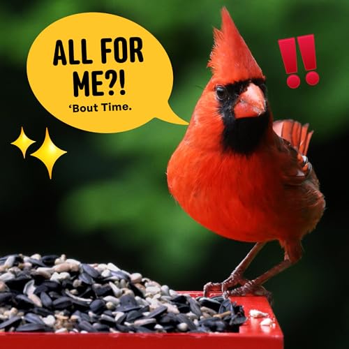 Cool Birds Cardinal & Crew Wild Bird Seed, 10 lb | Black Oil Sunflower, Sunflower Hearts & Safflower Blend for Cardinals, Grosbeaks & Chickadees – Bird Food for Outside Feeders