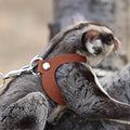 3 Pack Sugar Glider Harness and Leash Set - Adjustable Traction Rope Strap Anti-Biting Chain Rope, Small Animal Training Walking Vest Leash for Sugar Glider Squirrel Hamster Rat Birds Reptile (Brown) - color: Brown