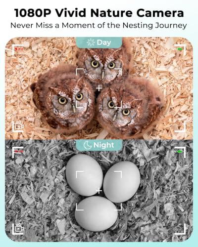Screech Owl Nesting Box with Camera,Isolated Camera Bay,Owl House,Solar | 2.4G WiFi,2K HD,Night Vision Camera,Included Wood Shavings for Outdoor Yard Nesting,Solar Powered