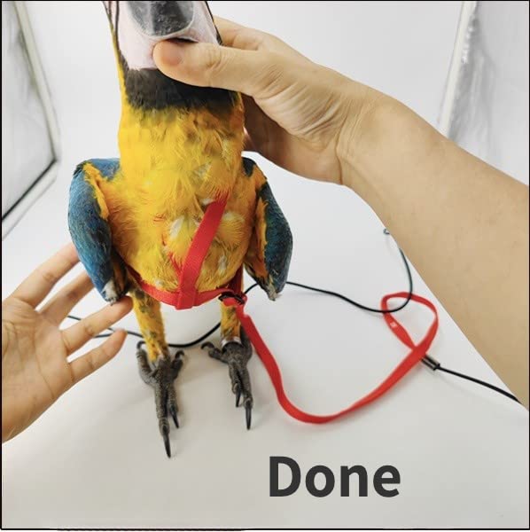Adjustable Bird Harness with 78.7 Inch Leash, Outdoor Flying Training Rope Kit for Bird Parrots, Parrot Flying Rope Straps Outdoor Training Traction Rope for Small Medium Large Size Birds (XL) - size: XL