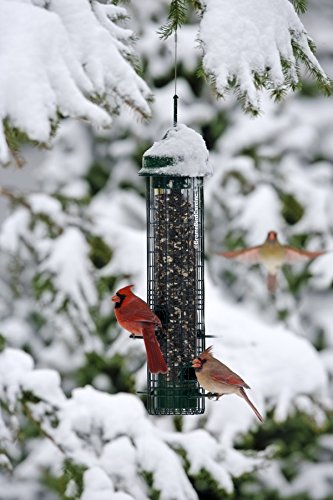 Squirrel Buster Classic Squirrel-proof Bird Feeder w/4 Feeding Ports, 2.4-pound Seed Capacity | Four feeding ports, weight-sensitive closure, seed ventilation, wire mesh for shared feeding
