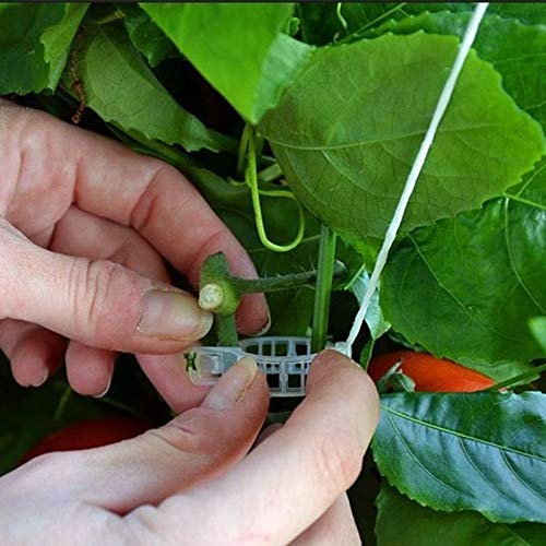 MIHEY 300 Pcs Tomato Trellis Clips for Garden Support | Wooden Noise Makers, Ratchet Noisemakers for Soccer Sporting Events, Party Favor, Graduation and Christmas Celebrations