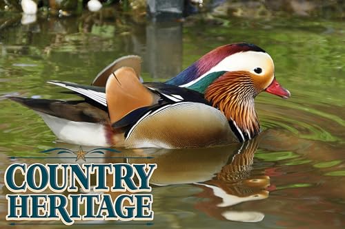 Country Heritage Waterfowl Feed Floating Food for Ducks, Swans and Geese (20 Pounds)