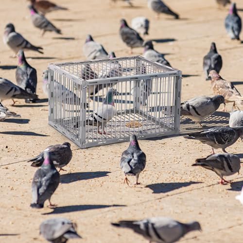 Pigeon Trap with Escape-Proof Design,Birds Trap with One-Way Entry,Chicken and Bird Traps Cage for Pigeon,Portable & Easy Assembly,Unharmful Made of High-Strength Iron with Anti-Rust Paint - size: 17.2"L x 13.2"W x 10.2"H