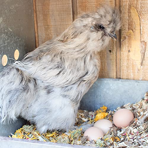 Pampered Chicken Mama Floral Nesting Herbs for Chickens (16 Ounces/1 Pound) | Relaxation Blend for Chick Brooder Box, Chicken Coop Bedding | Scent of Spring - size: 1 Pound (Pack of 1)