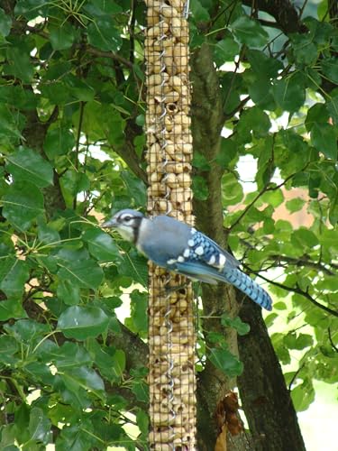 Backyard Birds Unlimited Cedar Whole in-Shell Peanut Outdoor Hanging Wild Bird Feeder Made in the USA-Medium 32" Inch - size: Medium