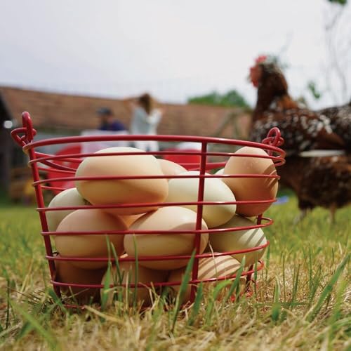 Stromberg's Large Egg Basket (Red) Holds 5.5 Dozen (66) Eggs | Coated Metal Egg Basket | Will Not Leave Marks on Eggs and Easy to Clean | Shape Allows Air Flow for Fast Cooling and Drying | Coated Metal Egg Basket, Will Not Leave Marks on Eggs and Easy to