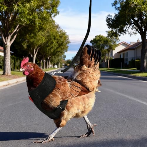 Chicken Harness and Leash Set Adjustment mesh Duck Harness Vest，Black L | breathable mesh harness,adjustable straps,sturdy leash,fit chicken,duck,goose,rooster,parrot,kitten,tiny dog training walking - color: Black, size: L( Chest 19.7-27.6")