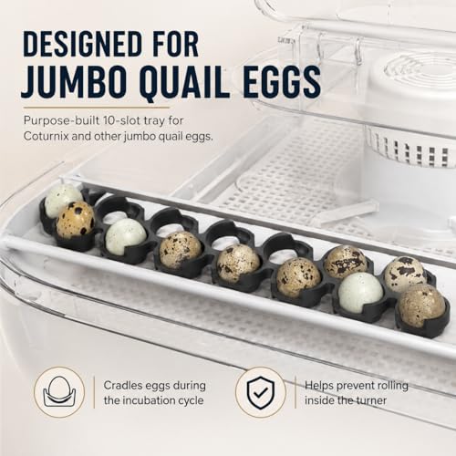 SplashNColor Jumbo Quail Egg Tray Compatible with Maticoopx 20 Egg Incubator - Coturnix Quail Egg Rack - Compatible with Small Egg Incubators - Durable Egg Turner Accessory - 10 Slots - White (1 Pack)