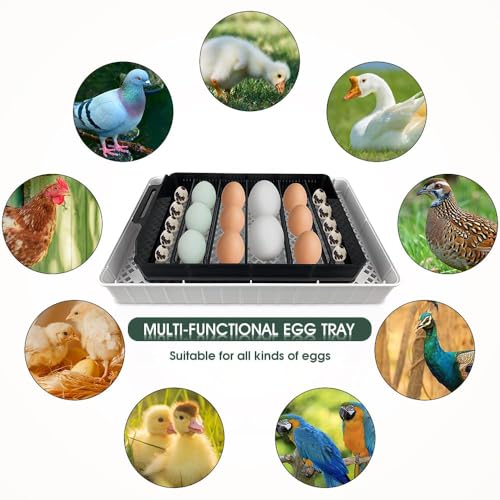 12 Egg Incubator - Automatic Egg Turner, Temperature Control, Built-in Candler, Auto Water Refill for Hatching Chicken, Duck, Quail & Bird Eggs