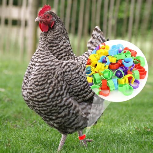 Tenalleys 100 PCS Chicken Identification Band 5Color Chicken Leg Rings 16mm Poultry Foot Rings Leg Bands Clip-on Rings for Poultry Identification