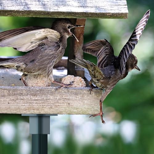 Nuanchu T Post Mounting Plate for Bird Houses Feeder,2 Pcs,Dark Green | Compatible with Most Standard Fence Post Pole,Mounting Plate for Bird Houses,Bird Feeder,Mailboxes, Mount Flange