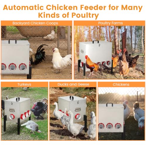 50LB Automatic Chicken Feeder with Cover – Large Capacity Metal Chicken Coop Feeder with 8 Feed Ports, Adjustable Legs Rainproof No Waste Outdoor Poultry Feeder for Hens & Free Range Flocks - size: 50LBS