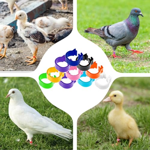 100PCS 10mm Coturnix Quail Leg Bands, Baby Chick Band, Dove Leg Bands, Quail Bird Identification Clip on Baby Poultry Foot Rings for Bantam Finch Dove Lovebird Coturnix Quails Small Birds