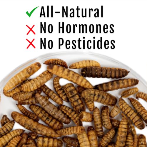 Buff Clucks Grub Fuel Black Soldier Fly Larvae for Chickens, Chick Feed 1lb | Chicken Snack for Poultry, Chicken Treats for Laying Hens, Dried BSFL Rich in Protein, Calcium, Fiber, Essential Fatty Acids - size: 1 Pound (Pack of 1)