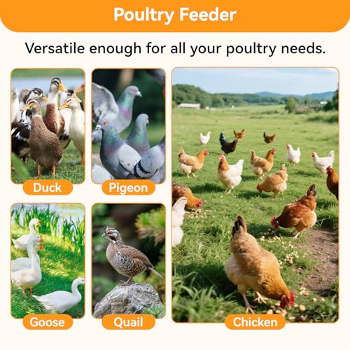 Metal Chicken Feeder 80 LBS Large Capacity, Automatic Poultry Feeder for Dry Feed with Weatherproof Lid and Handle, Heavy-Duty Metal Gravity Feed Dispenser for Outdoor Coop, Chickens, Ducks