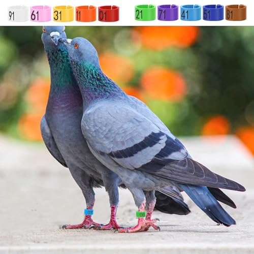 100 PCS Pigeon Leg Band Plastic Leg Band, Numbered Poultry Leg Band for Chicken Quail Dove Farm Identification(White) - color: White