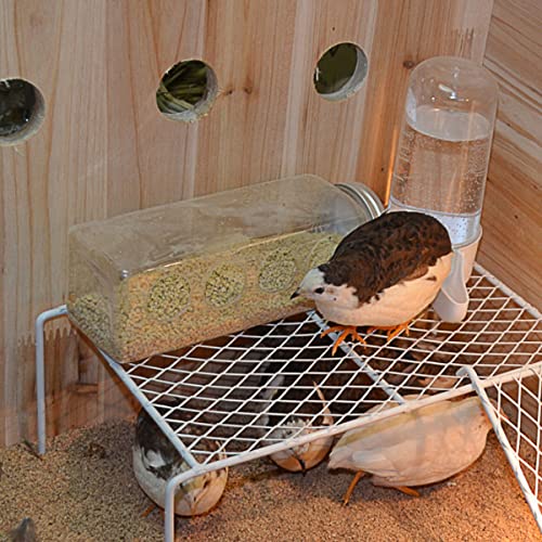 Button Quail Transparent Feeder Feed Box Seed Food Container (4 Holes)