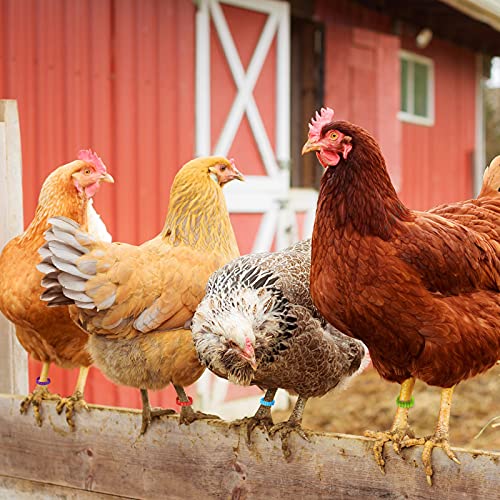 Shappy 120 Pcs Chicken Leg Bands 6 Color Adjustable Poultry Identification Rings, Numbered 1-120 Self-Locking Ankle Rings for Chicken, Turkey, Duck, Goose, Bulk for Farm Management Wire Organizing