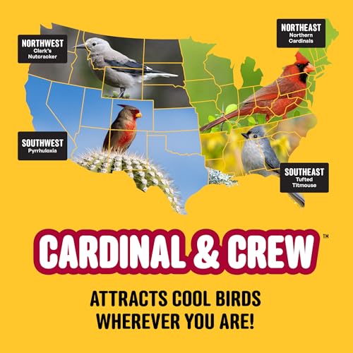 Cool Birds Cardinal & Crew Wild Bird Seed, 10 lb | Black Oil Sunflower, Sunflower Hearts & Safflower Blend for Cardinals, Grosbeaks & Chickadees – Bird Food for Outside Feeders