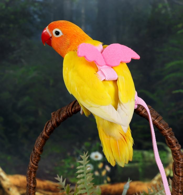 3pcs Parrot Flying Harness Leash Suit Pet Bird Outdoor Flight Training Rope Cockatiel Supplies Macaw Accessories Stuff for Budgie