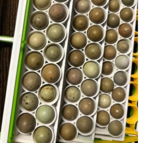 Standard & Button Quail Egg Rails, Rigid Polymer, White for Cimuka/Hatching Time CT-Series Incubators (2)