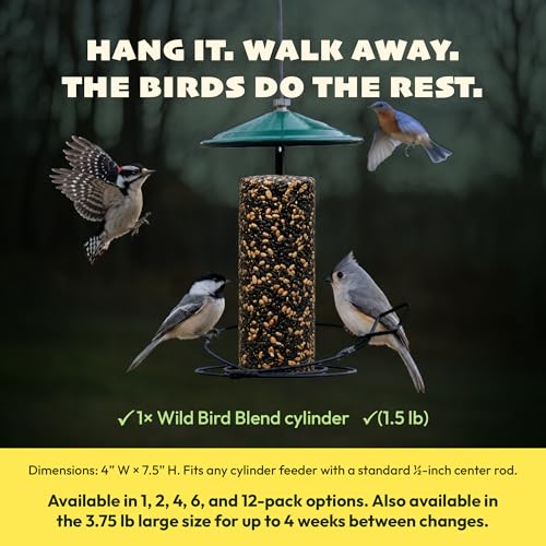 JCs Wildlife Wild Bird Blend Seed Cylinder with Hole, Sunflower Safflower Pecans Peanuts Bird Food for Outside Feeders, Cardinals Woodpeckers Chickadees Nuthatches, Made in the USA, 1.5 lb, 2 Cylinder - size: 1.5 Pound (Pack of 2)