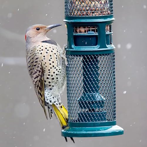 Squirrel Buster Nut Feeder Squirrel-Proof Bird Feeder for Shelled Peanuts & Dried Fruit, Weight-Adjustable, Woodpecker Friendly, 1.3lb Capacity with 2 Interchangeable Meshes | For shelled peanuts and dried fruit, weight-adjustable, woodpecker friendly, tw