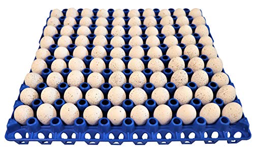 12 90 Egg Plastic Trays Quail Pigeon Dove Bird Flat Carton