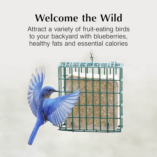 C&S Berry Delight No Melt Suet Dough, Suet Cakes for Wild Birds Including Robins, Blue Jays, Bluebirds, Tanagers, Thrushes and More, 11.75 Ounces, Pack of 8 - size: 1.47 Ounce (Pack of 8), style: Berry, 8 Pack