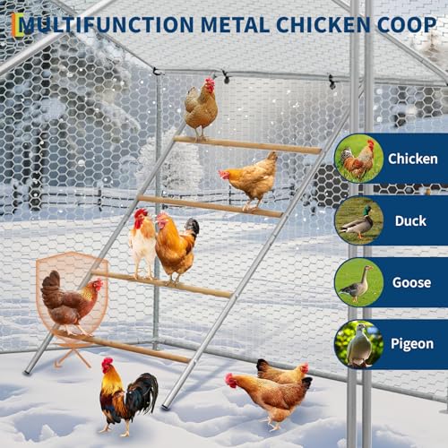 Chicken Perch for Coop, Chicken Roosting Bars for Backyard Poultry, Easy to Assemble & Clean, 55'' L x 39'' W