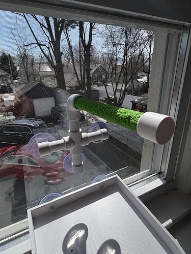 CleanPerch™ Window Bird Perch with Suction Cups. Grooming & Outside Viewing Perch for Parrots, Conures & Small Birds. Window-Mounted Bird Stand (White/Green, 6") - color: Green, size: 6"