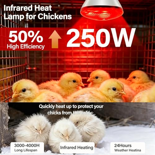 6 Pack 250W Chicken Heat Lamp Bulbs, Infrared Heat Lamp for Chickens, Heat Light Bulb for Brooder Coop, Food Service, Chicks, Pet, Reptile