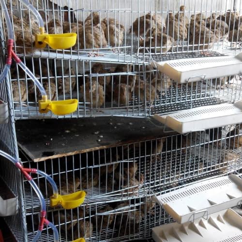 Auto-Fill Quail Water Cups 12Sets DIY Clips-on Cage for Bird Rabbit(Yellow) | Automatic,Keep Fresh Water, No Mess,Easy to Install, with T-fittings & Mounting Screws,for Parakeets, cockatiels, budgies - color: Yellow1
