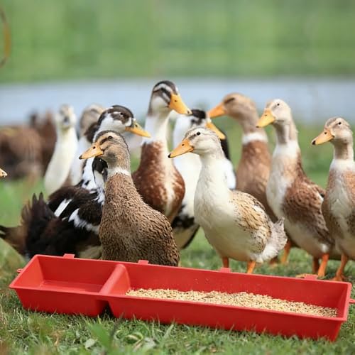 4 Pack Chicken Feeder Trough Hanging Basin Poultry Feeder Food Water Separating Dispenser for Chicken Duck Pigeon Duck Livestock Poultry (22 inches, Red)