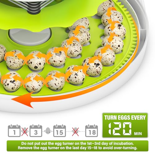 40 Quail Egg Incubator with Automatic Egg Turning Humidity Control Eggs | Large Capacity Quail Brooder Poultry Incubators, Also for Parrot, Dove, Canary and Other Birds - color: Green