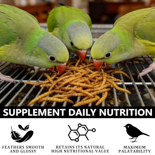 Premium Dried Mealworms for Birds, 4 oz Canister - 100% Natural Bird Food Wild Bird Treat - High Protein Feed for Chickens, Bluebirds, Robins & Wild Birds - Easy-Pour Container (4 oz)
