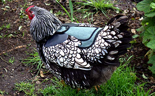 DOWN UNDER OUTDOORS Medium-Large Chicken Saddle Hen Apron Saver (Blue) | Adjustable Straps, Chicken Apron, Poultry Saver, Pet Supplies, Including Shoulder Cover, 14 oz Breathable Cotton Canvas - color: Blue