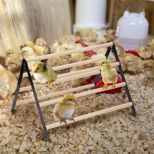 16.5" Lx13.4 Wx9.8 H Large Metal Stable Chick Perch - Wooden Baby Chicks Roosting Bars, Easy to Assemble & Clean Stand Ladder Fun Toys for Coop Accessories