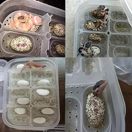 OMEM Reptile Breeding Box, Reptile Egg Incubators, Hatchery Box, for Hatching Gecko, Lizards, Lions Mane, Reptiles (Thermometer, Transparent Box) - size: No Thermometer