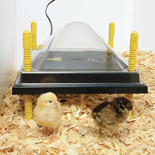 Premier 1 Chick Heating Plate Brooder Kit – Warms Up to 24 Chicks | Includes 12"x12" plate, cover, 7 reusable panels, chick stand, 3 lb feeder, waterer & starter feed. For up to 24 chicks.