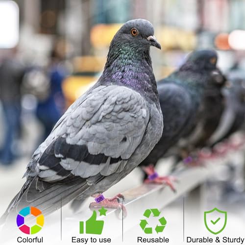 80 Pcs 8mm Pigeon Leg Bands with 8 Colors Numbered Quail Bird Identification Leg Bands Clip on Baby Poultry Foot Rings for Bantam Finch Dove Lovebird Coturnix Quail Small Birds - size: 8mm - 8 Colors