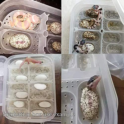 Still Awake Reptile Egg Incubator Professional Hatcher Hatching Box Case Tray Plastic Breeding Incubator for Hatching Snake,Lizards, Reptiles,Gecko(12 Slots with Thermometer)