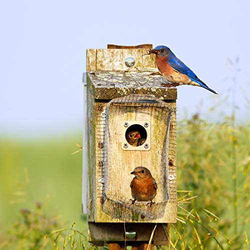 4 Pieces Metal Bird House Guard with Copper Portal Bird House Replacement for Eastern Bluebird Birdhouses(1 1/4 Inch Inner Diameter) - size: 1 1/4 Inch Inner Diameter