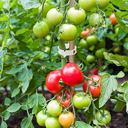 Qunclay 1500 Pcs Tomato Clips Plant Support Clips for Outdoor Plants Bulk String Trellis Grape and Tomato Vine Climbing Plants Plastic White Garden Grow Upright Makes Healthier 1" Inner Diameter