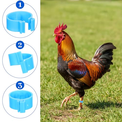 100 PCS Chicken Tags for Legs, Plastic Chicken Leg Bands Tags with 1-20 Code, Colorful Reusable Poultry Leg Band Rings for Chickens, Duck Management