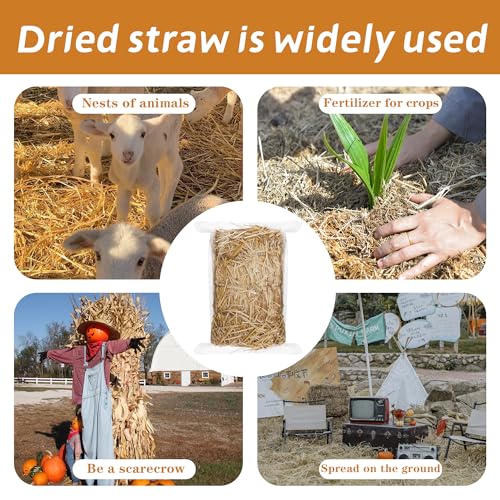 WNJ Natural Wheat Straw - 1 LB Dry Straw, Soft 100% Natural Straw Bale for Animal Bedding, Garden Mulch, Compost & Stray Cats Dogs Poultry, and Grass Cover